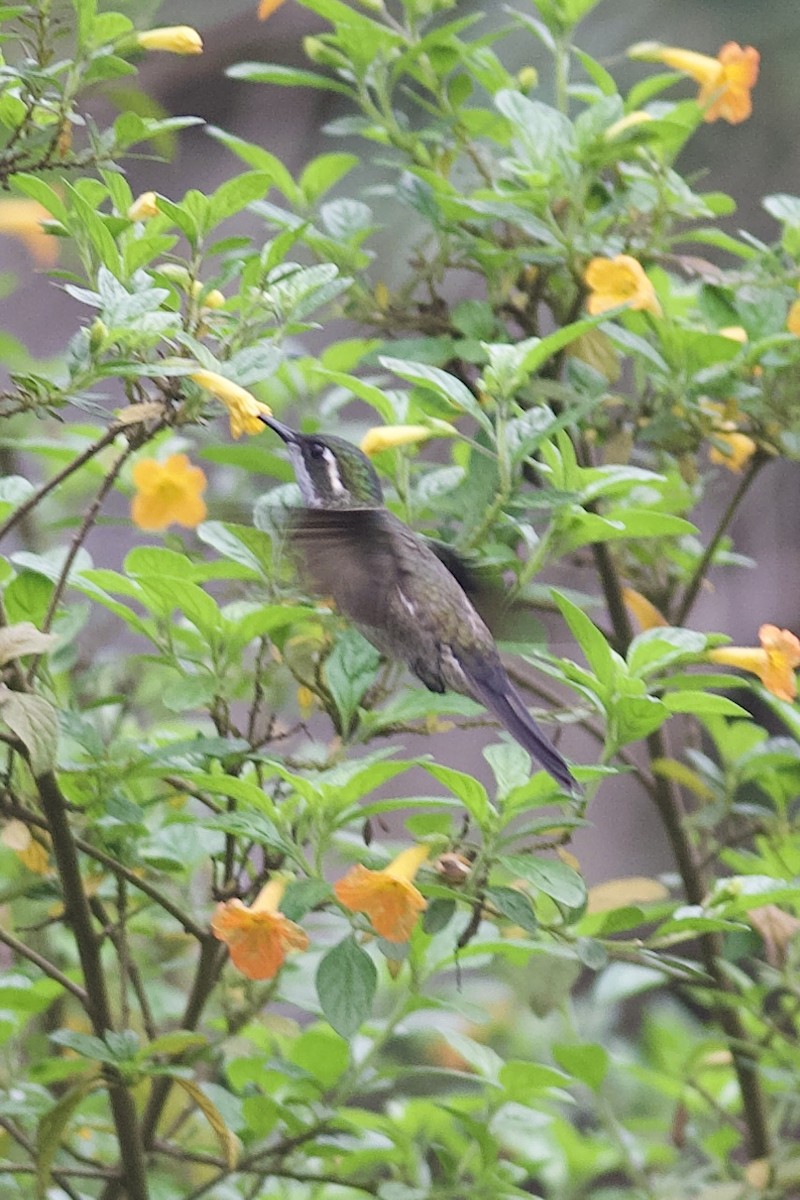 kolibřík salvadorský - ML619754091
