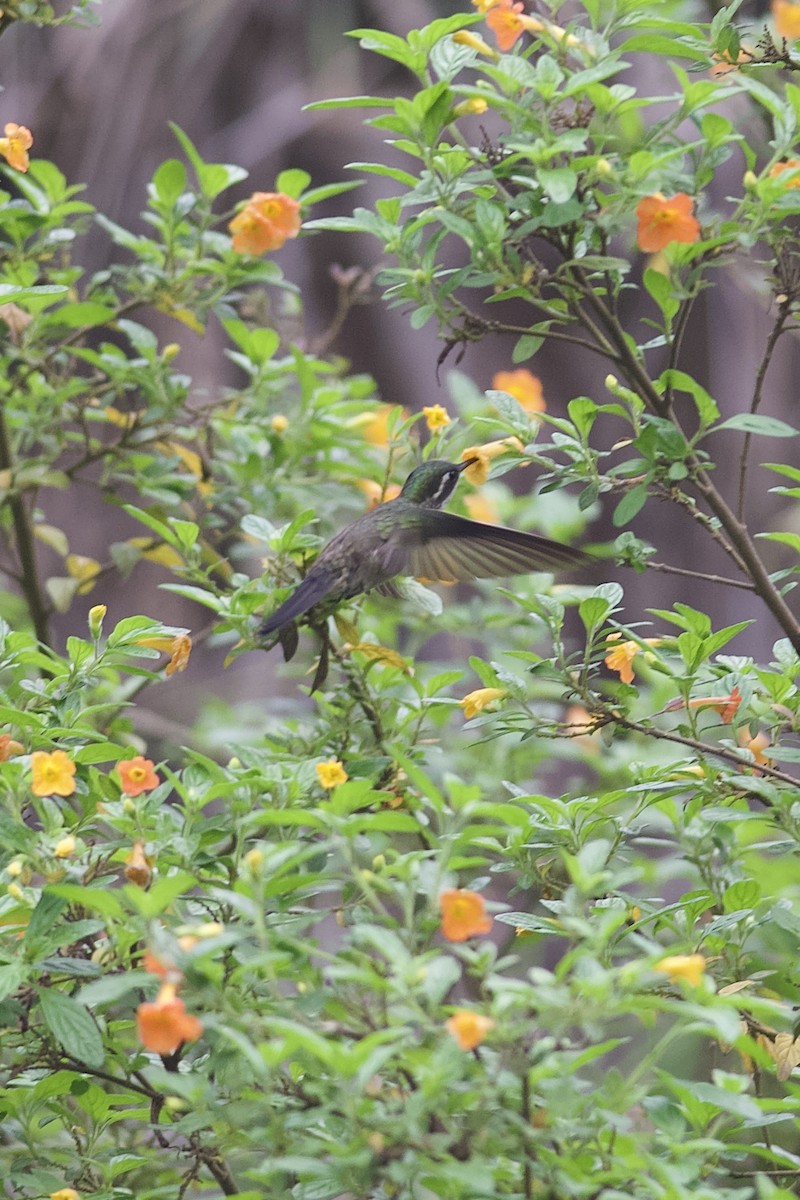 kolibřík salvadorský - ML619754093