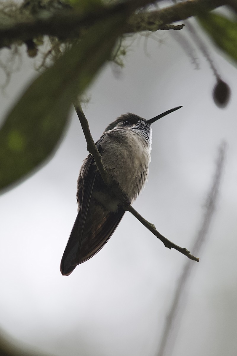 kolibřík salvadorský - ML619754094