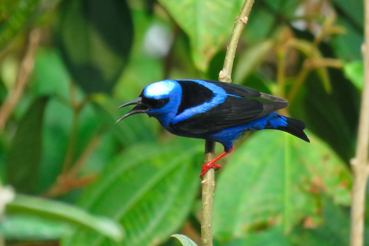 Red-legged Honeycreeper - ML619754146