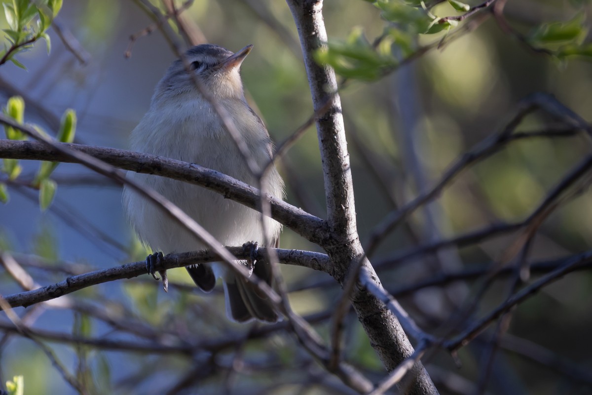 Warbling Vireo - ML619754159