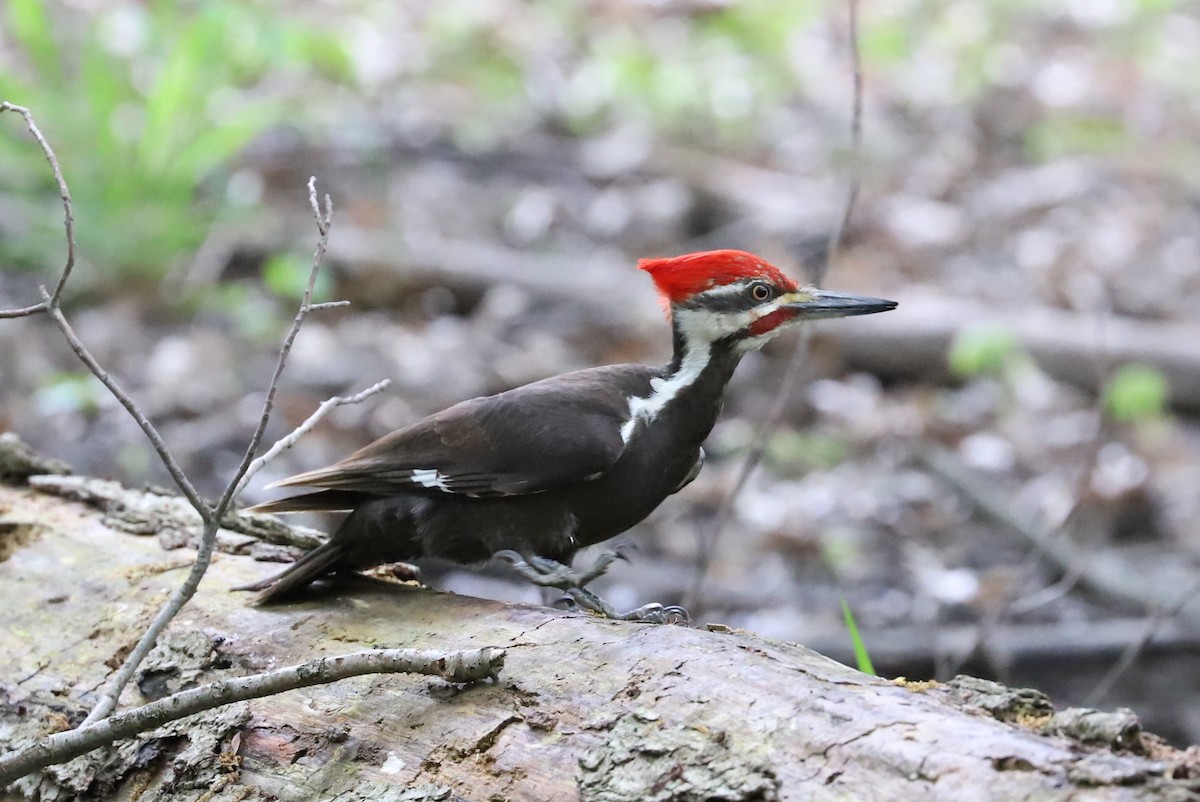 Pileated Woodpecker - ML619754167