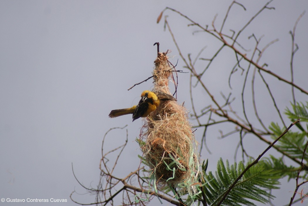 Oriole à dos rayé - ML61975421