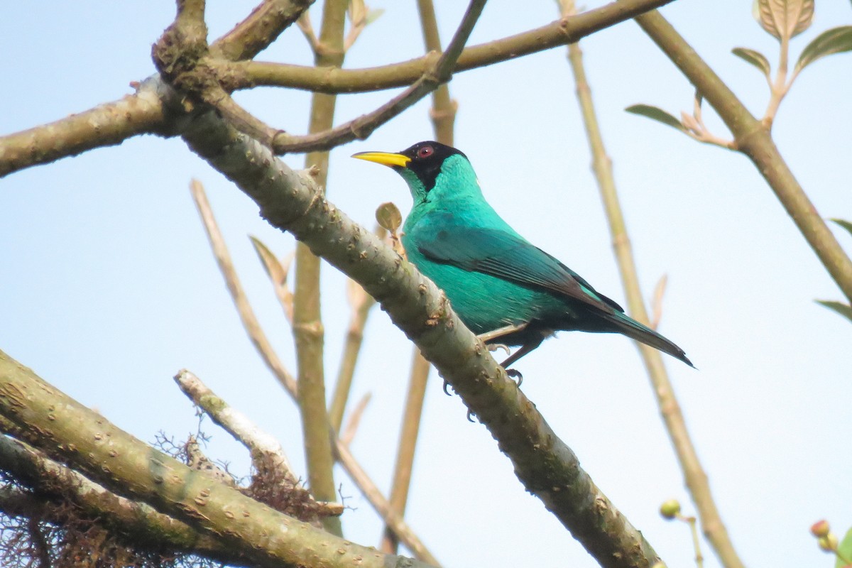 Green Honeycreeper - ML619754216