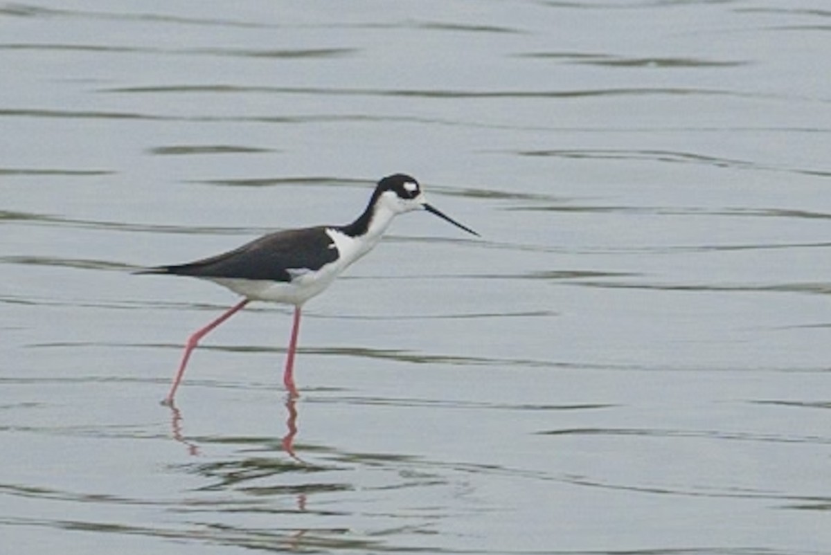 Black-necked Stilt - ML619754234