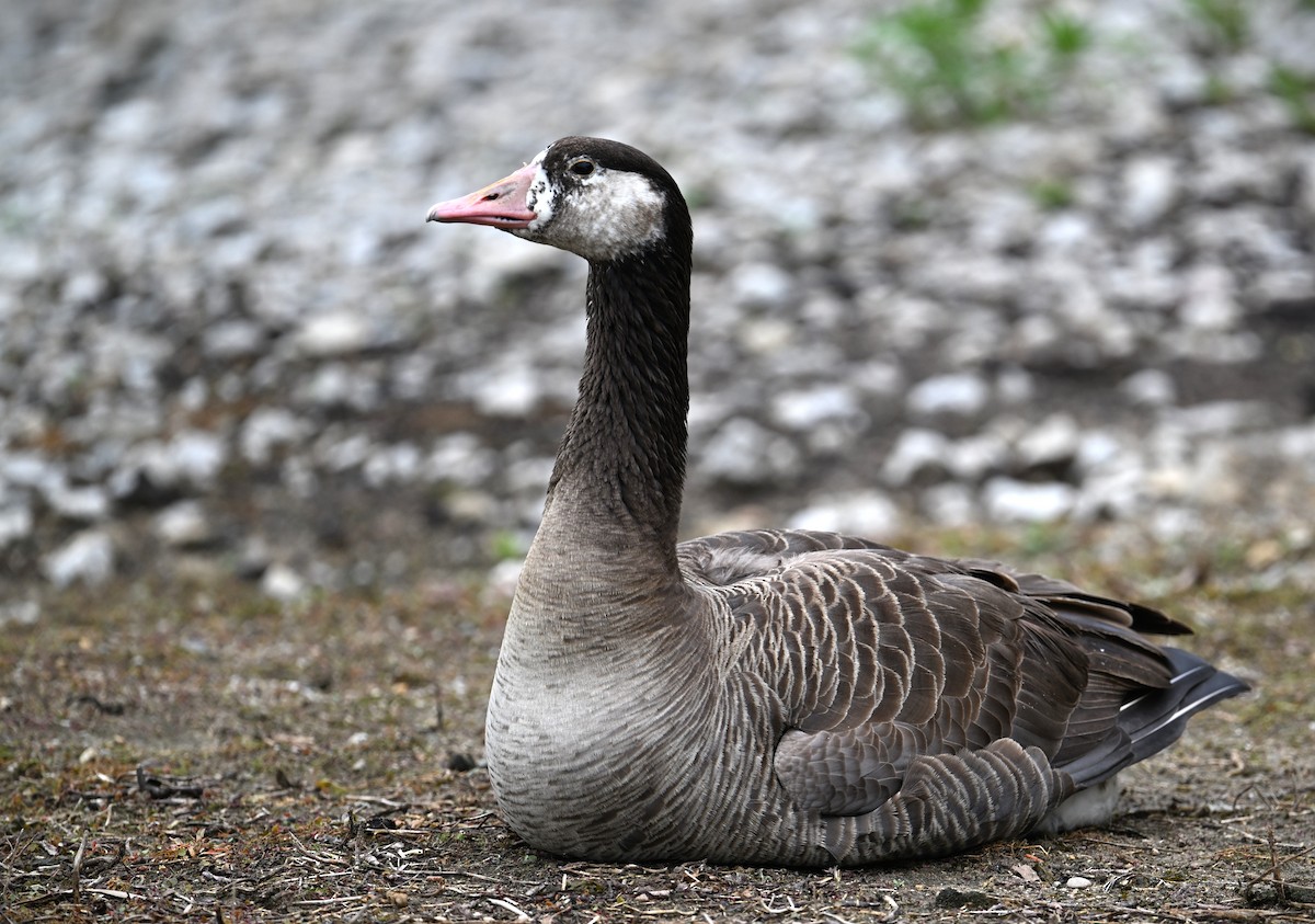 tamgås (domestisert Anser sp.) x kanadagås (hybrid) - ML619754244