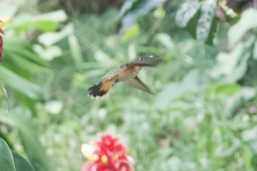 kolibřík pestroocasý - ML619754265