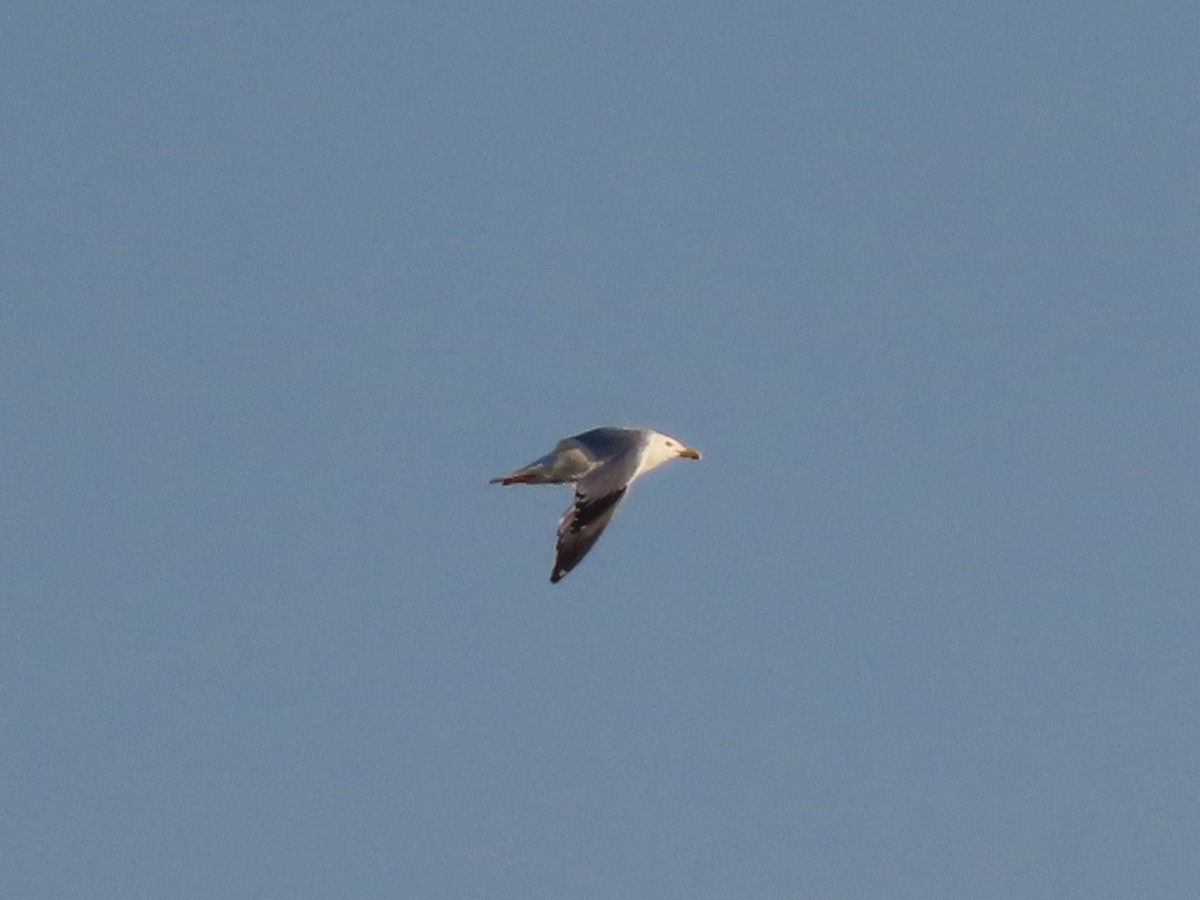 Ring-billed Gull - ML619754276