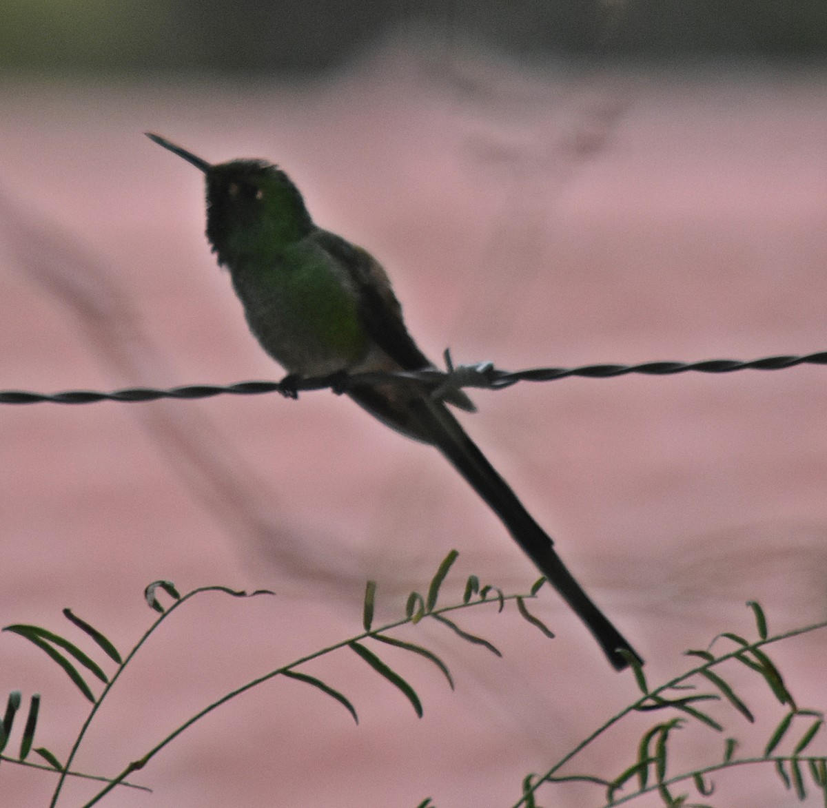 Colibrí Cometa - ML619754278