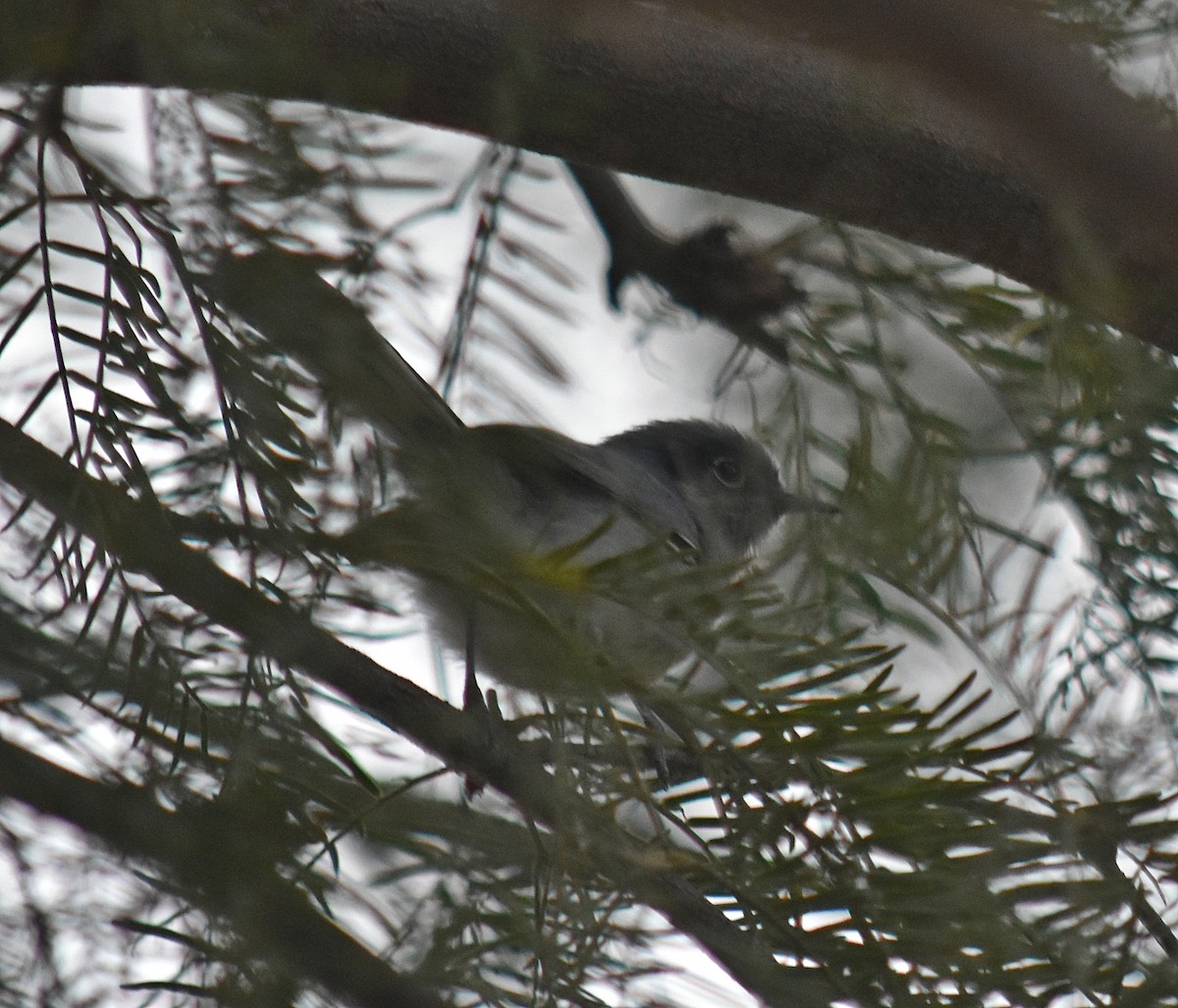 Masked Gnatcatcher - ML619754295