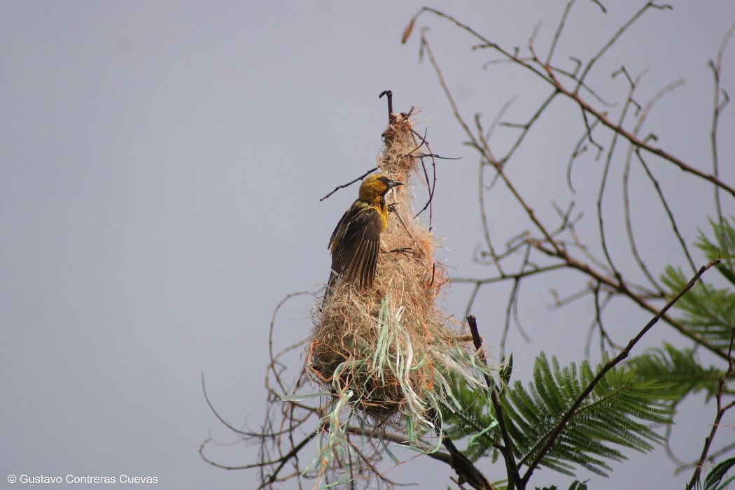 Oriole à dos rayé - ML61975431