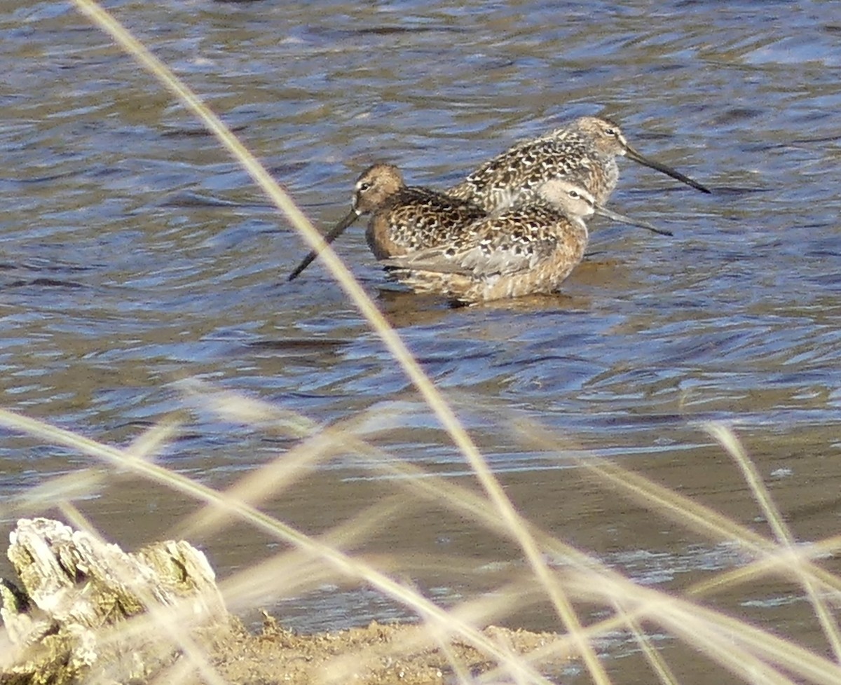 Long-billed Dowitcher - ML619754321