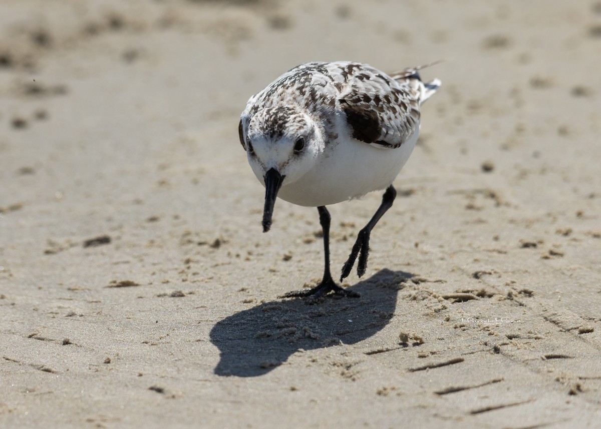 Semipalmated Sandpiper - ML619754350