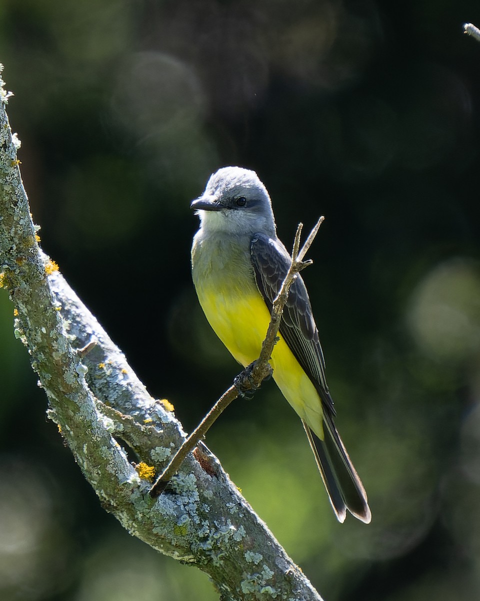 Tropical Kingbird - ML619754351