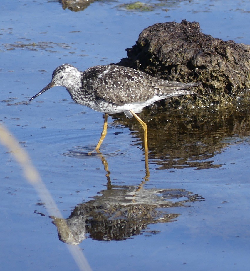 Lesser Yellowlegs - ML619754367