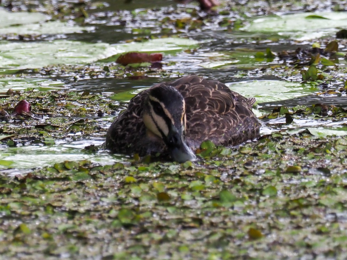 Pacific Black Duck - ML619754370