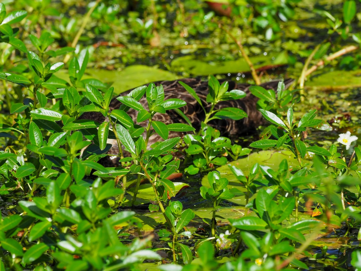 Pacific Black Duck - ML619754372