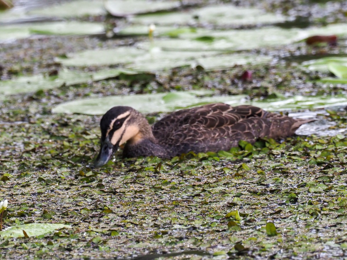 Canard à sourcils - ML619754374