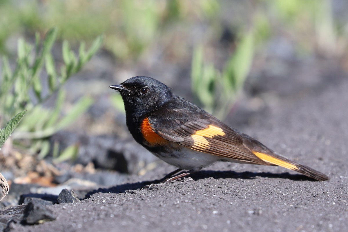 American Redstart - ML619754383