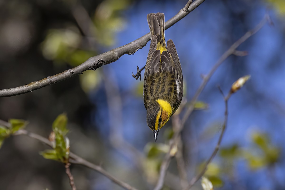 Cape May Warbler - ML619754396
