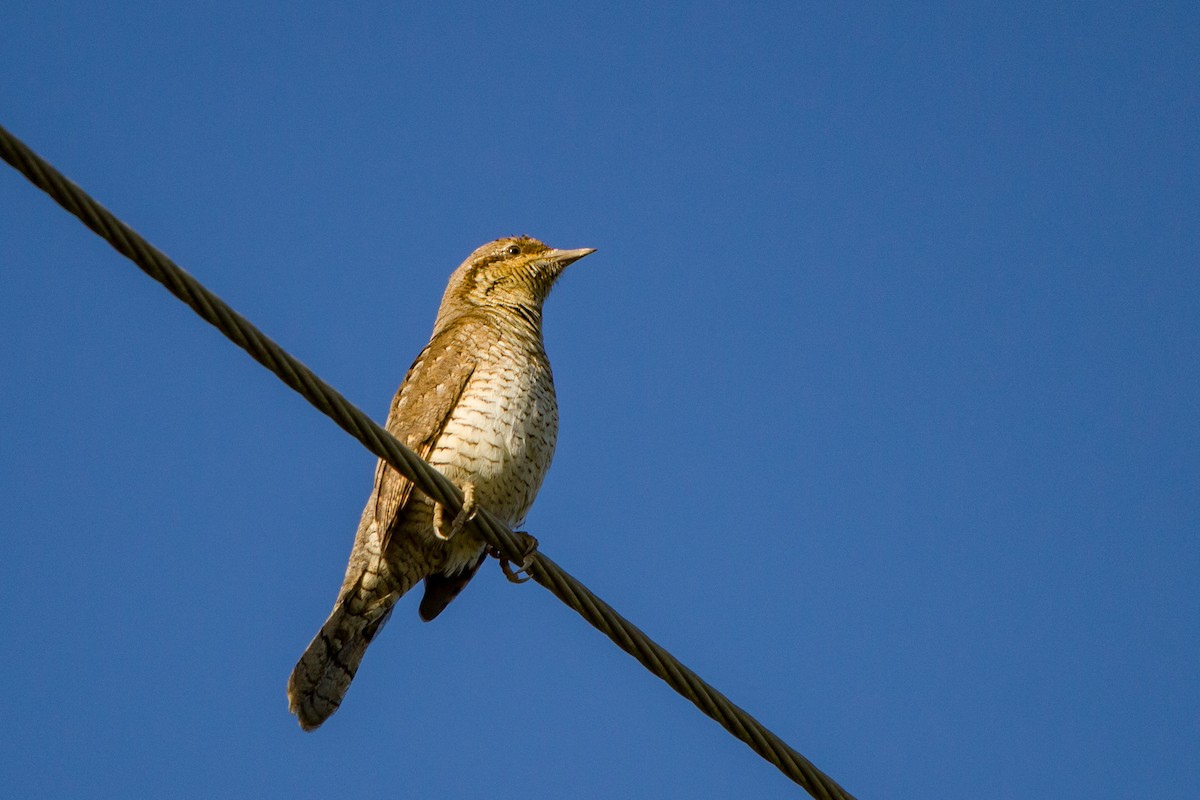 Eurasian Wryneck - ML619754408