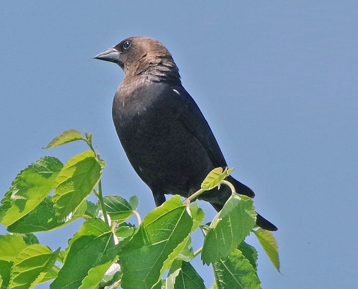 Brown-headed Cowbird - ML619754417