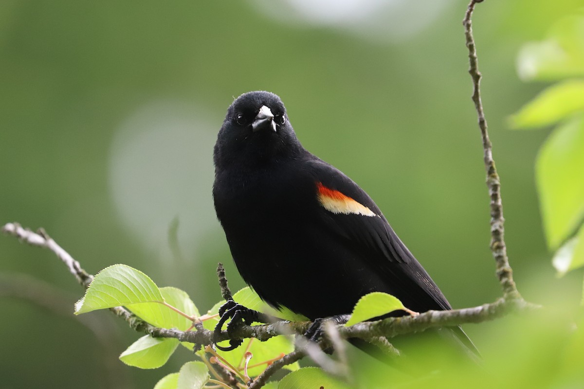 Red-winged Blackbird - ML619754420