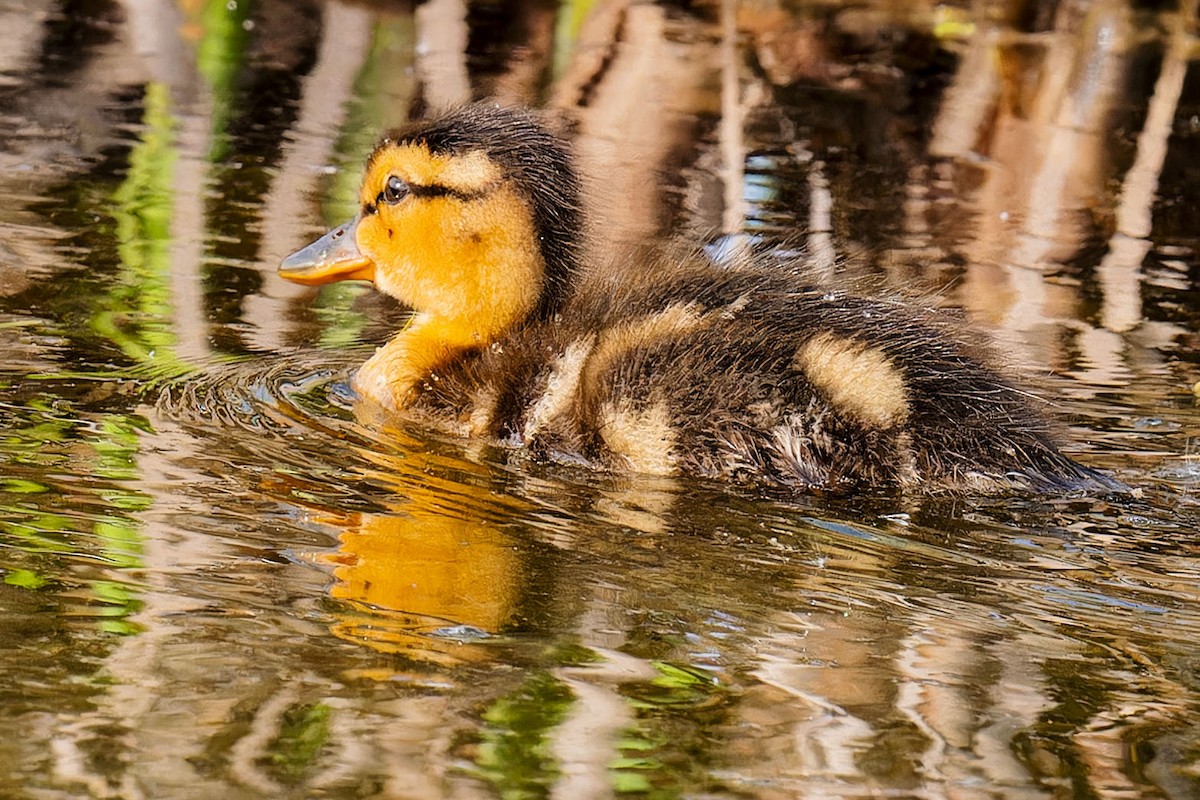 マガモ - ML619754421