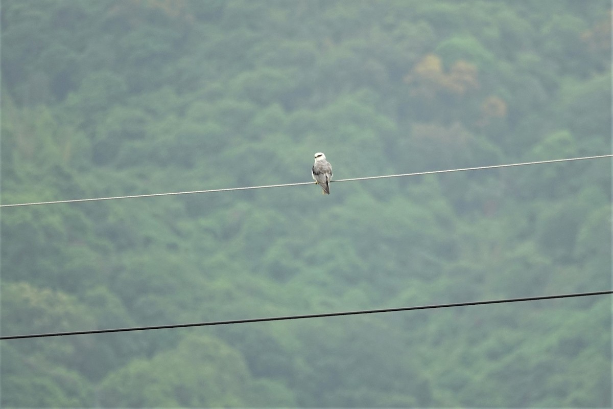 Black-winged Kite - ML619754431