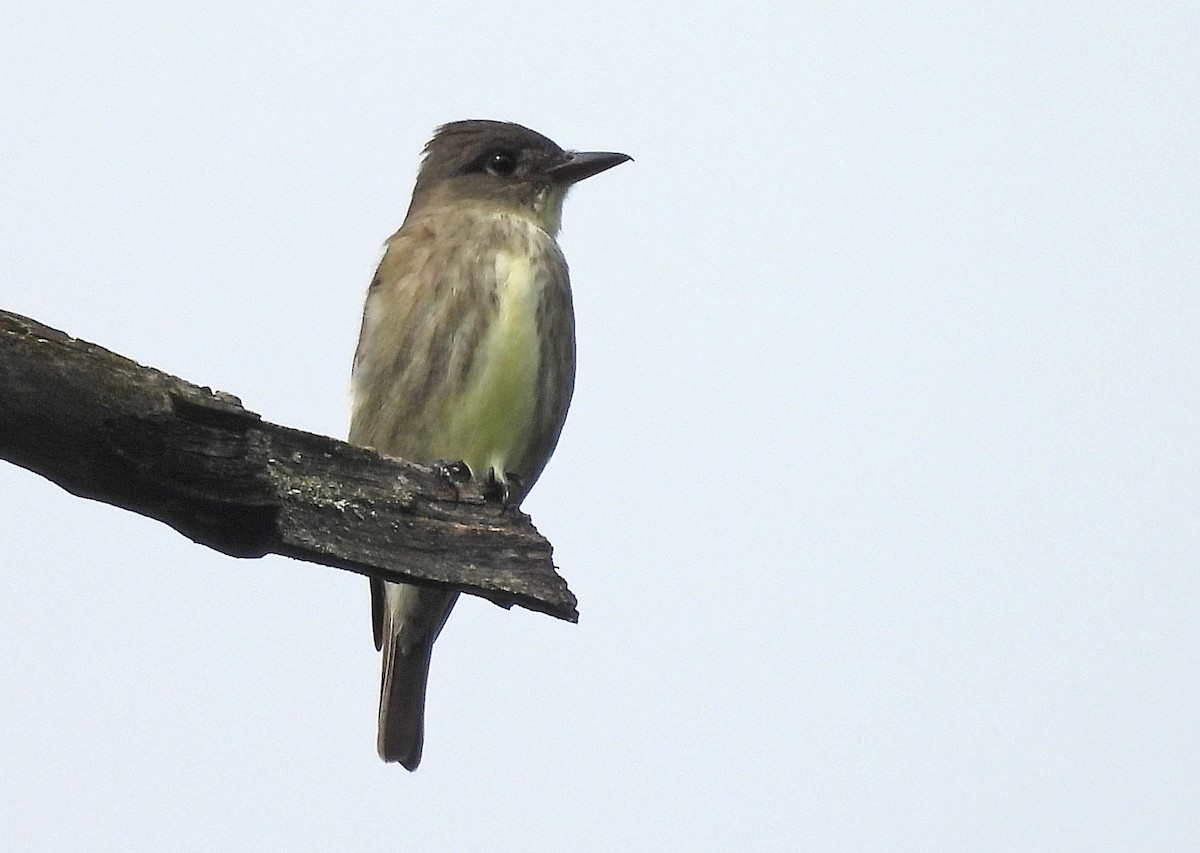 Olive-sided Flycatcher - ML619754432