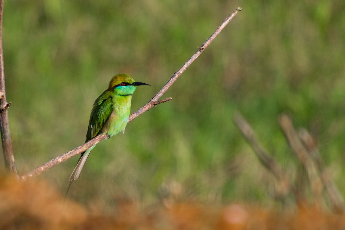 Asian Green Bee-eater - ML619754434