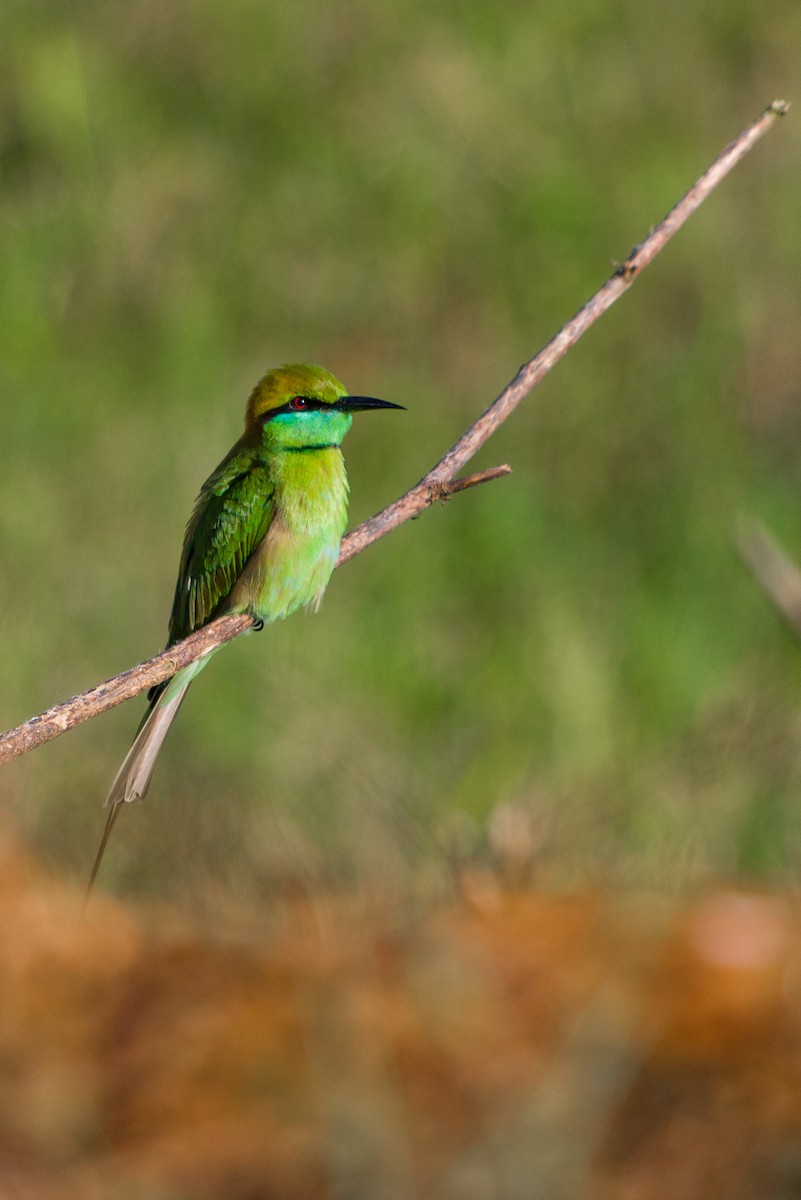 Asian Green Bee-eater - Dipankar Dev