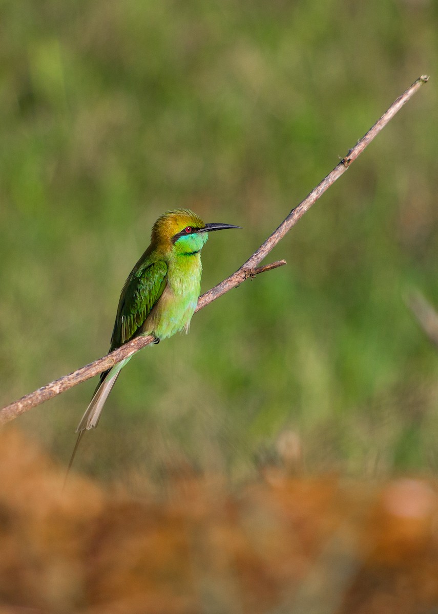 Asian Green Bee-eater - ML619754436