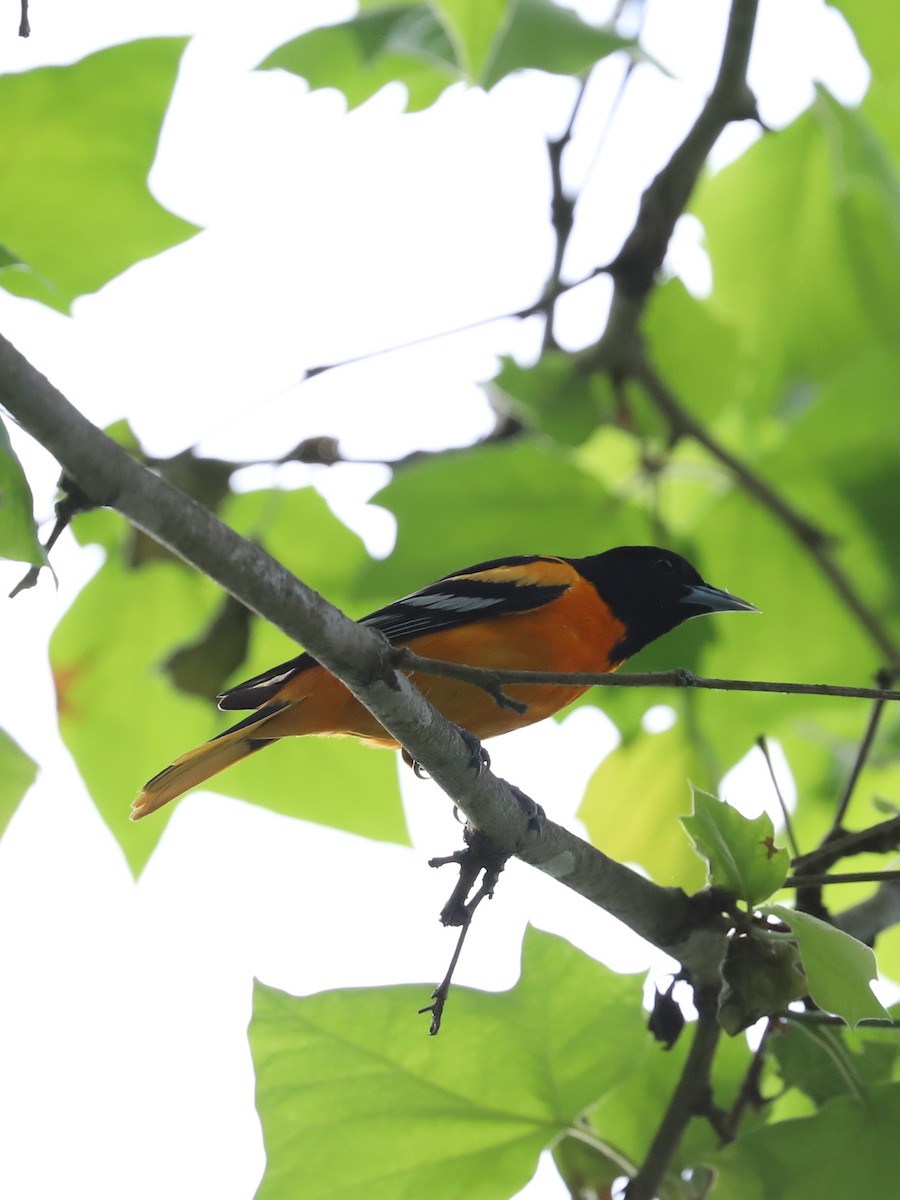 Oriole de Baltimore - ML619754442