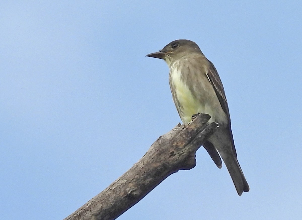 Olive-sided Flycatcher - ML619754445