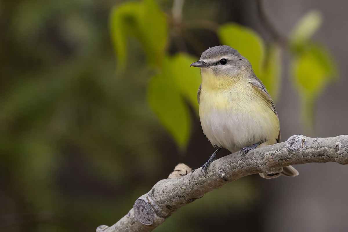 Philadelphia Vireo - ML619754450