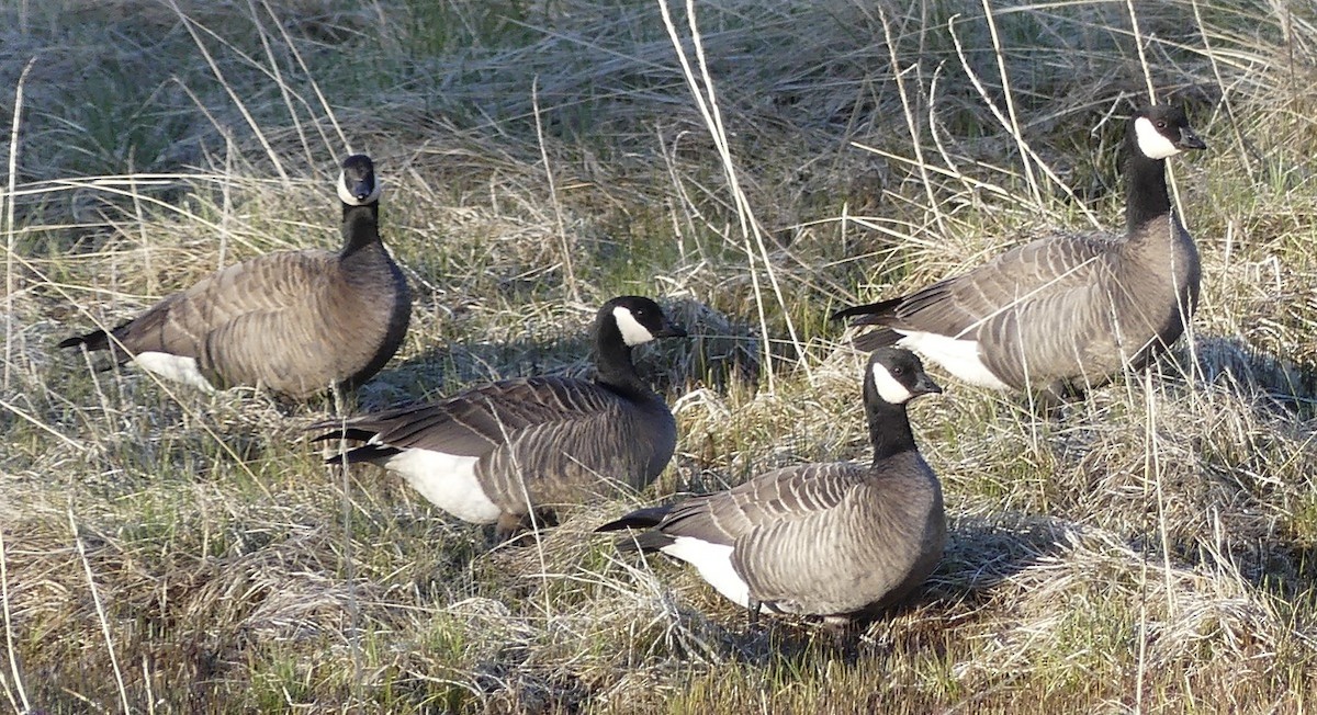 Cackling Goose (minima) - ML619754451