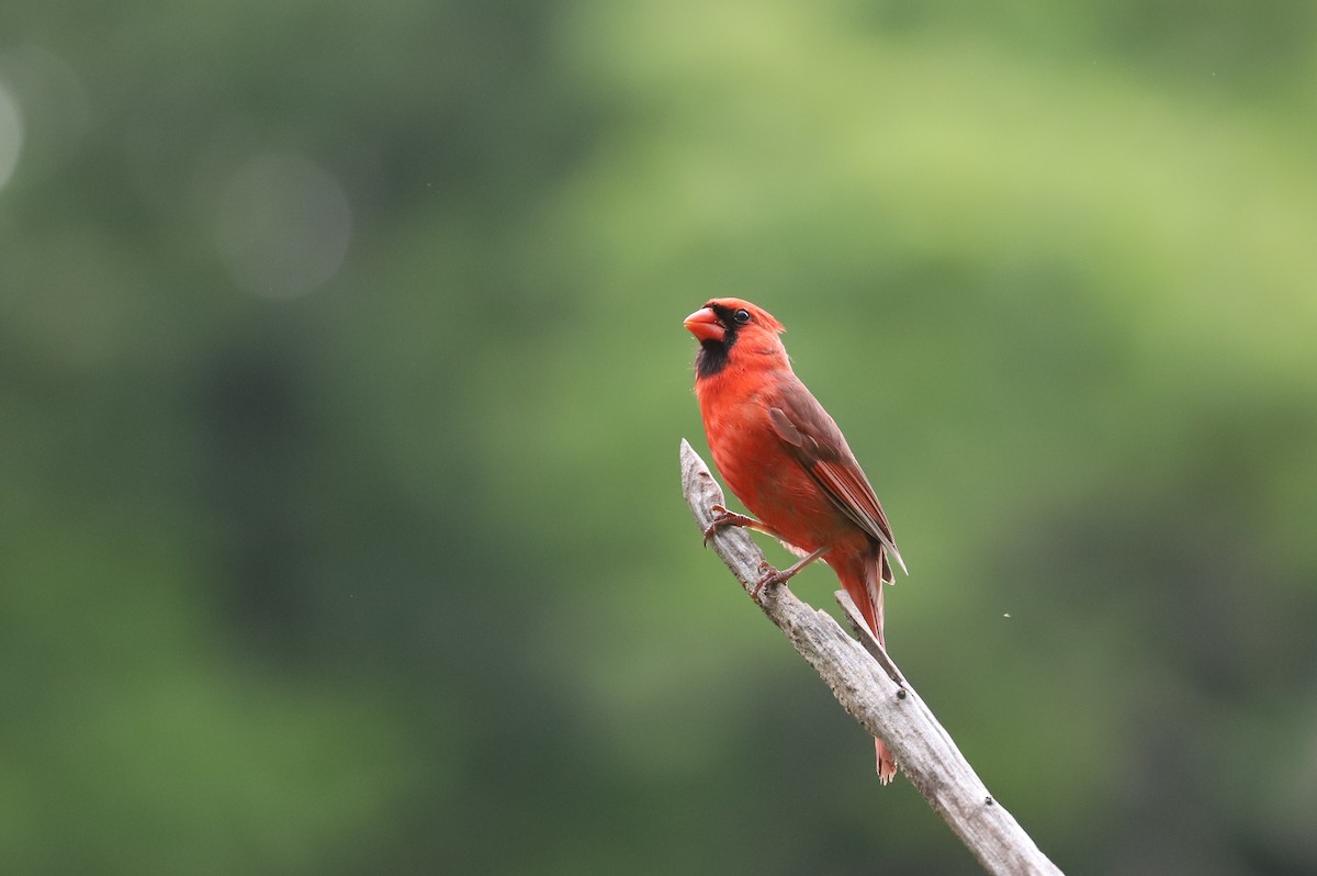 Cardinal rouge - ML619754453