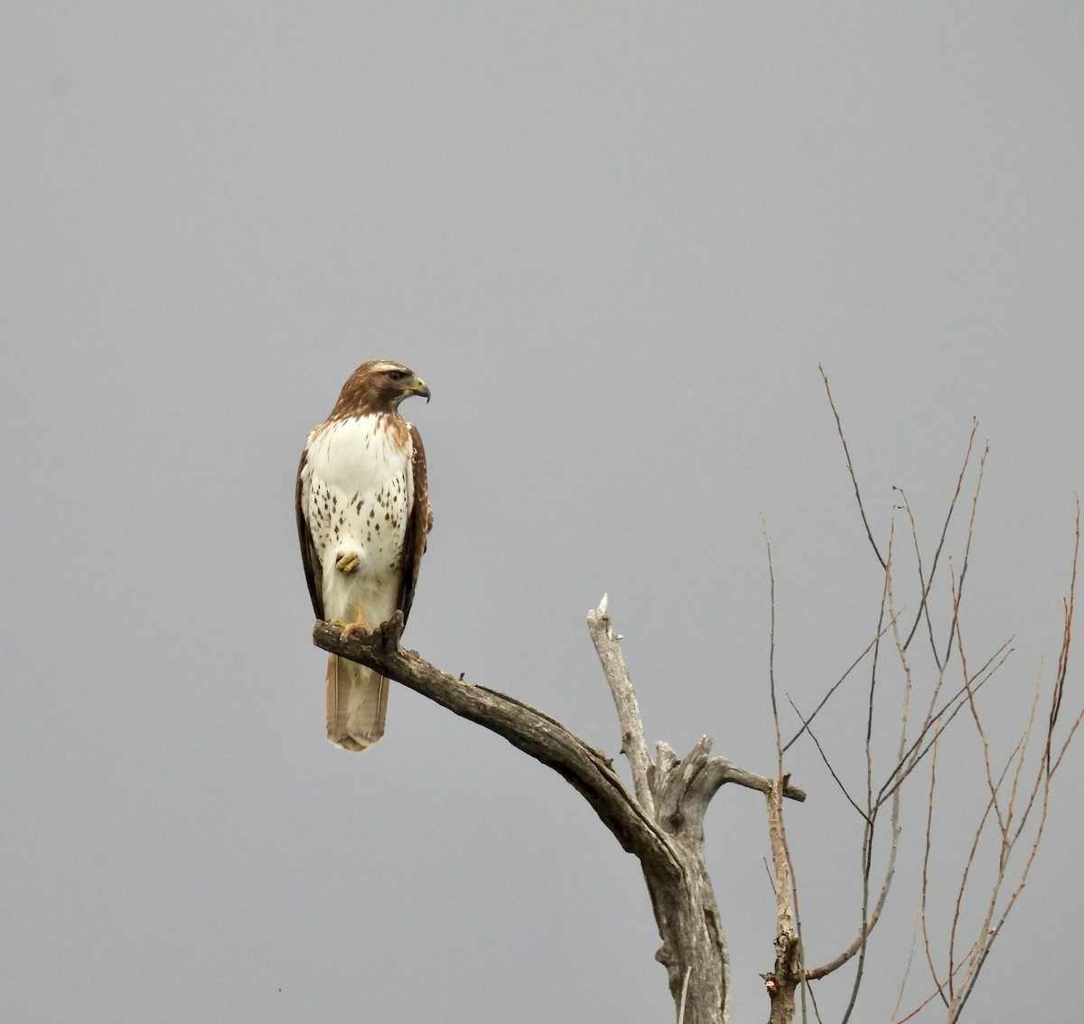 Red-tailed Hawk - ML619754468