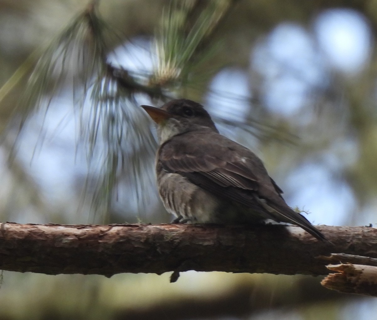 Olive-sided Flycatcher - ML619754470