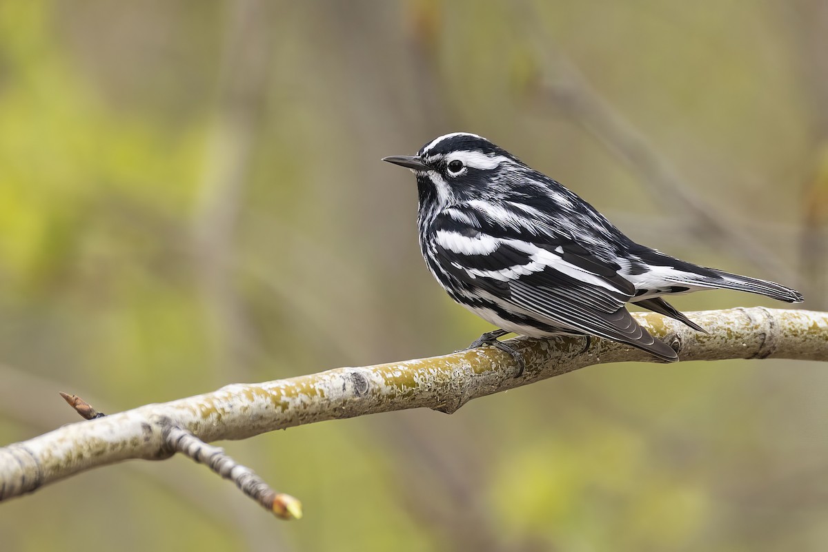 Black-and-white Warbler - ML619754473