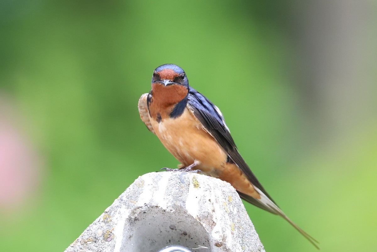 Barn Swallow - ML619754474