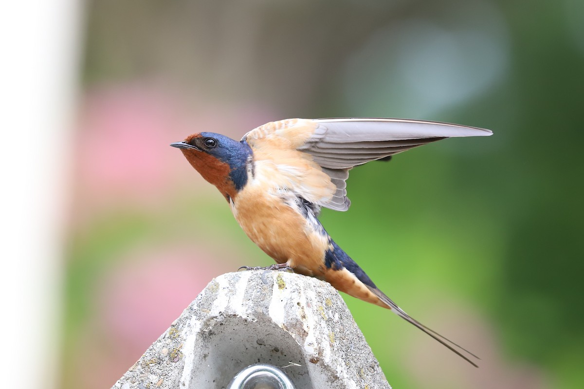 Barn Swallow - ML619754475