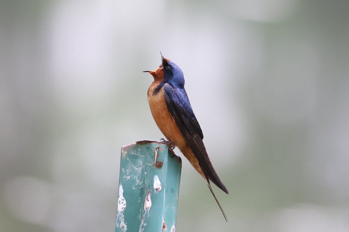 Barn Swallow - ML619754476