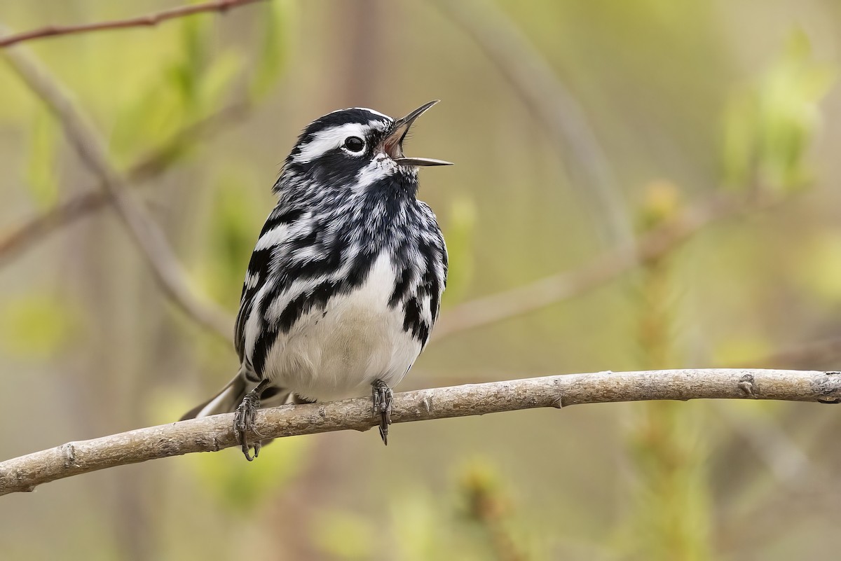 Black-and-white Warbler - ML619754478