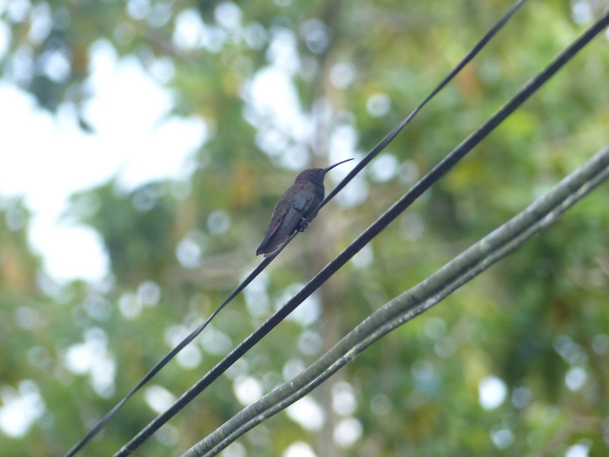 kolibřík jamajský - ML619754481
