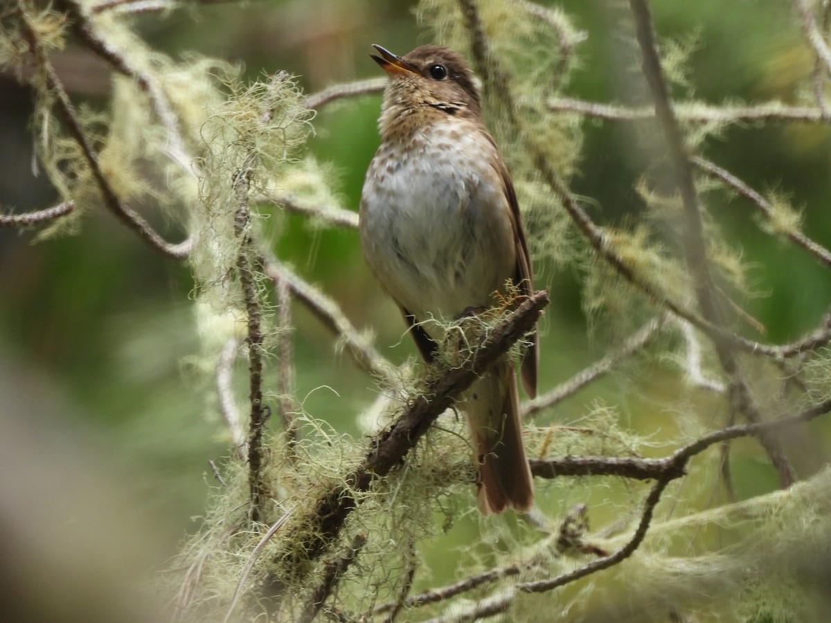 Swainson's Thrush - ML619754493