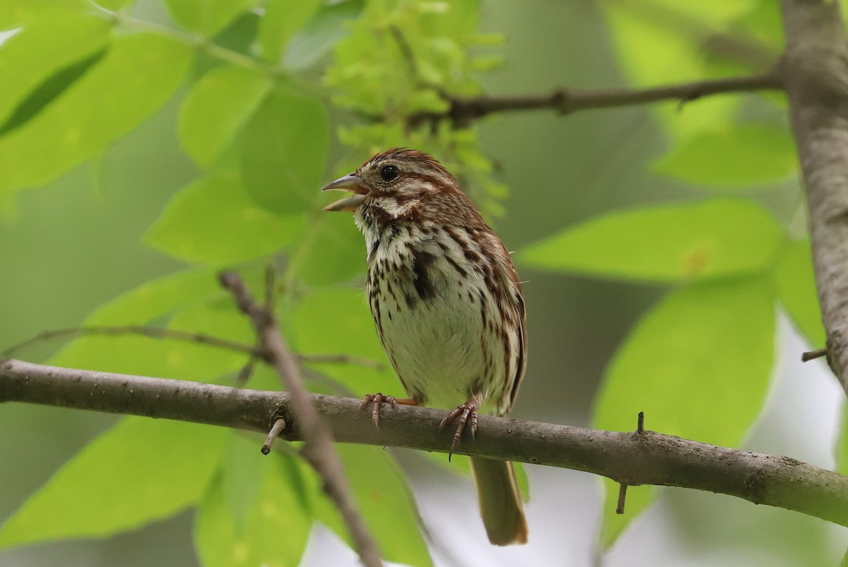 Song Sparrow - ML619754504