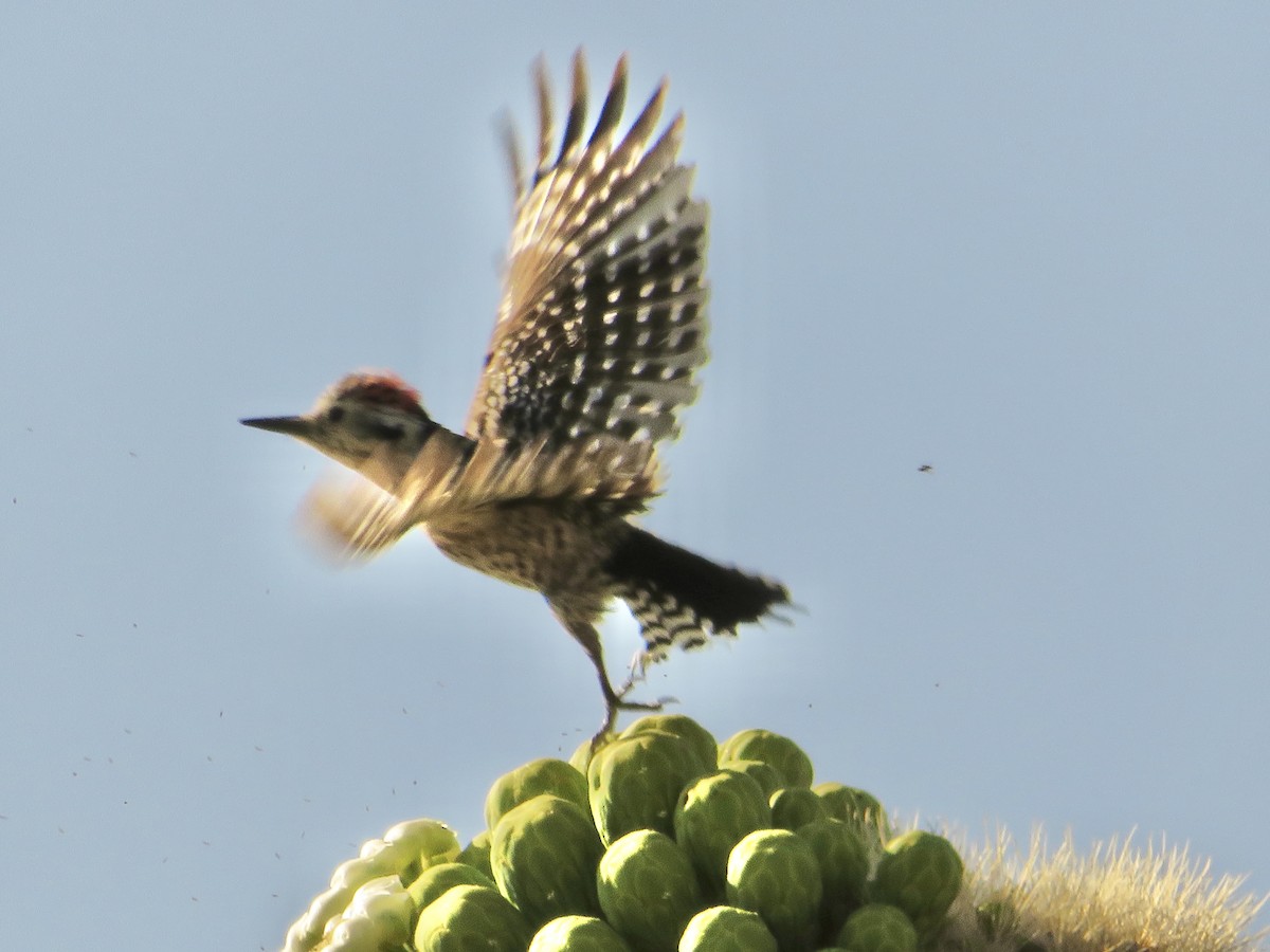 Ladder-backed Woodpecker - ML619754525