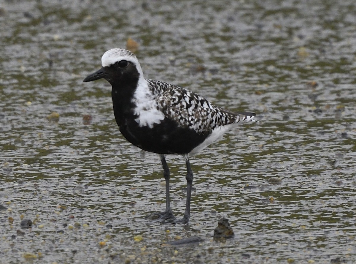 Black-bellied Plover - ML619754528